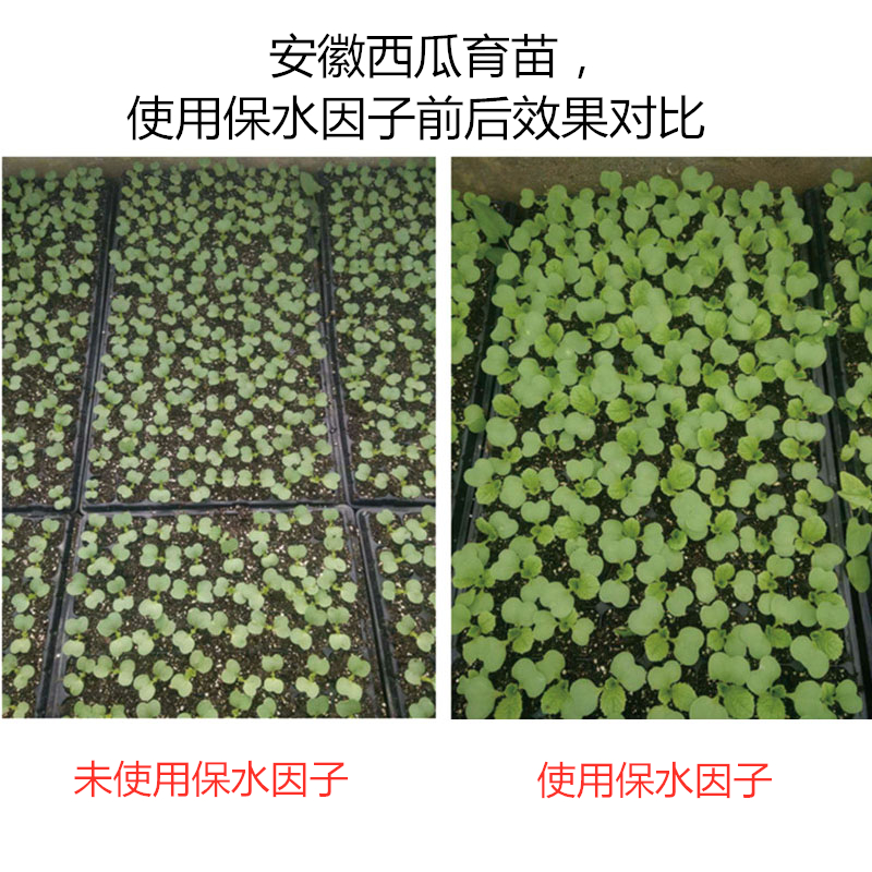 安徽西瓜育苗，使用保水因子前后效果對(duì)比